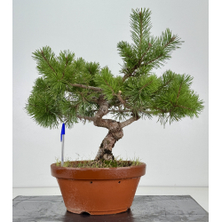 Pinus sylvestris I-8468
