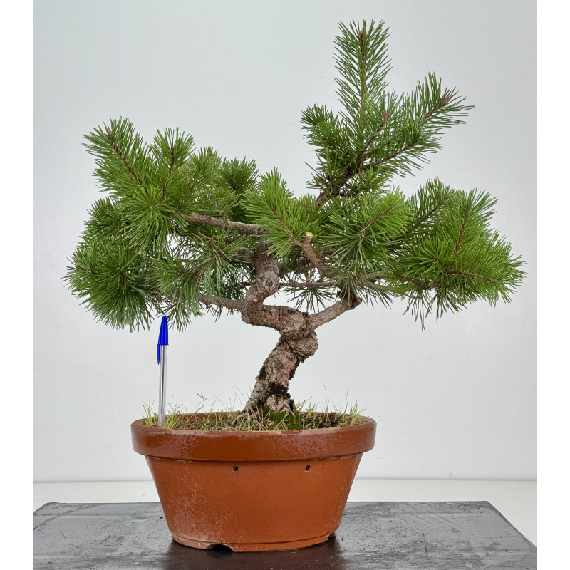 Pinus sylvestris I-8468
