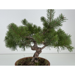 Pinus sylvestris -pino s- europeo- I-8468 vista 2