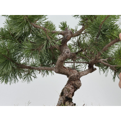 Pinus sylvestris -pino s- europeo- I-8468 vista 3