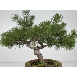 Pinus sylvestris I-8468 view 4