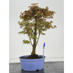 Acer palmatum yamamomiji I-8469