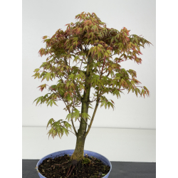 Acer palmatum yamamomiji I-8469 vista 2
