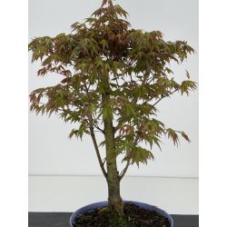 Acer palmatum yamamomiji I-8469 vista 3