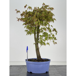 Acer palmatum yamamomiji I-8470