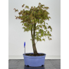 Acer palmatum yamamomiji I-8470