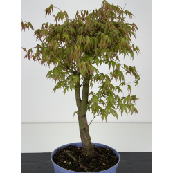 Acer palmatum yamamomiji I-8470 vista 2