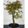 Acer palmatum yamamomiji I-8470 view 2