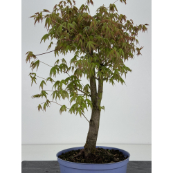 Acer palmatum yamamomiji I-8470 vista 3