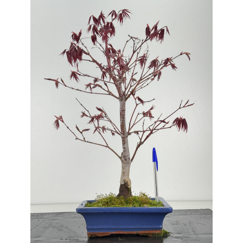 Acer palmatum beni kagami I-8478