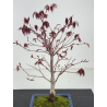 Acer palmatum beni kagami I-8478 view 2