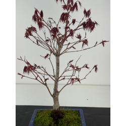 Acer palmatum beni kagami I-8478 vista 3