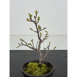 Pourthiaea villosa I-8463 vista 2