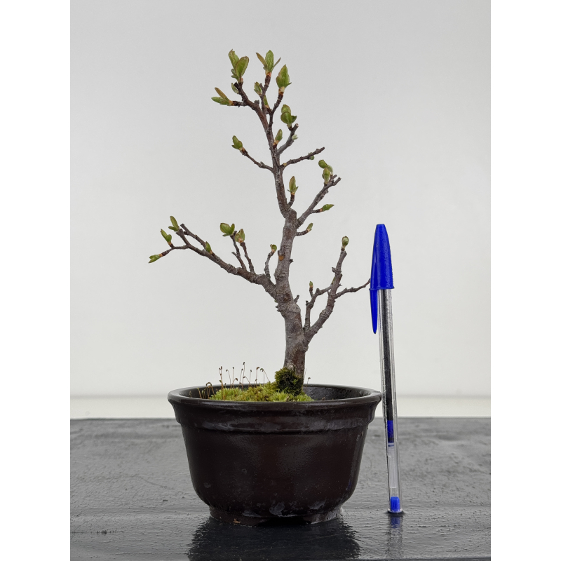 Pourthiaea villosa I-8463