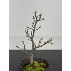 Pourthiaea villosa I-8463 vista 3