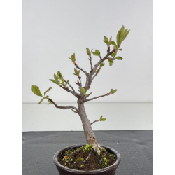 Pourthiaea villosa I-8465 vista 2