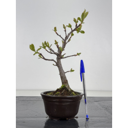 Pourthiaea villosa I-8465