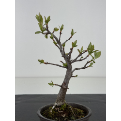 Pourthiaea villosa I-8465 vista 3