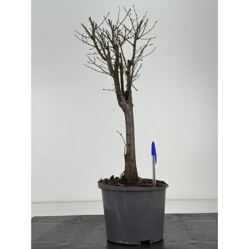 Zelkova serrata I-8473