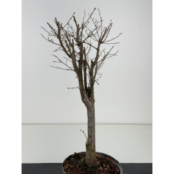 Zelkova serrata I-8473 vista 2