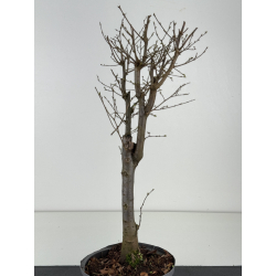 Zelkova serrata I-8473 vista 3