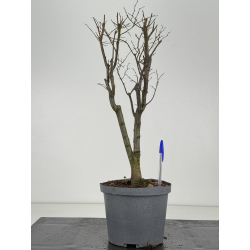 Zelkova serrata I-8473