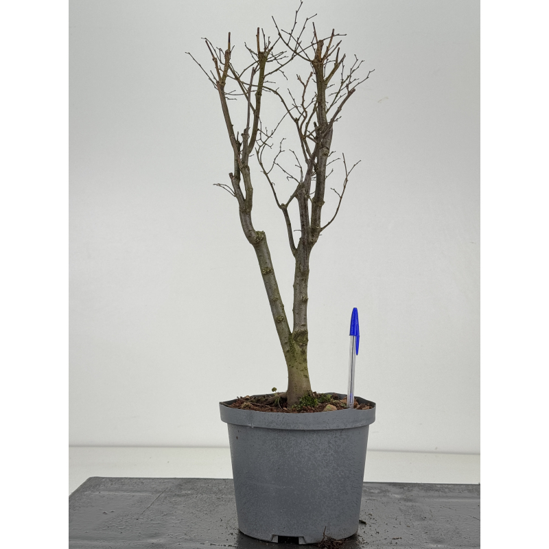 Zelkova serrata I-8473