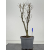 Zelkova serrata I-8473