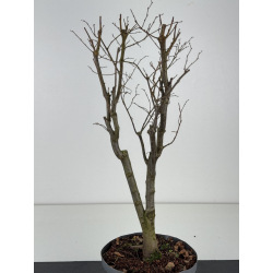 Zelkova serrata I-8473 vista 3