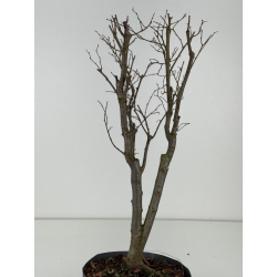 Zelkova serrata I-8473 vista 2