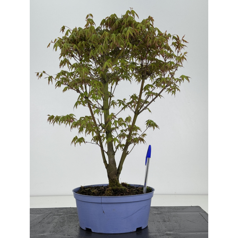 Acer palmatum yamamomiji I-8471