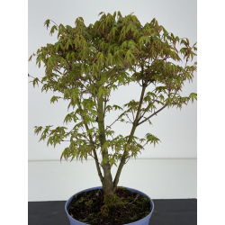 Acer palmatum yamamomiji I-8471 vista 2