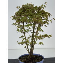 Acer palmatum yamamomiji I-8471 vista 3
