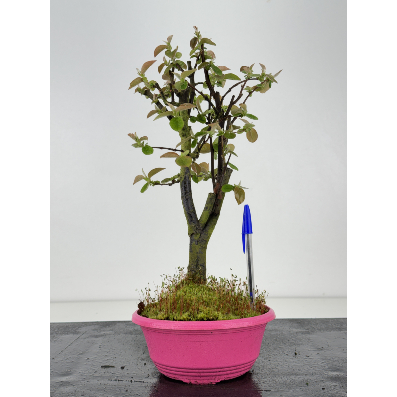 Pseudocydonia sinensis I-8476