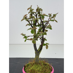 Pseudocydonia sinensis I-8476 vista 2