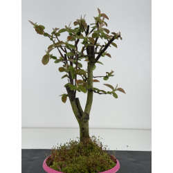 Pseudocydonia sinensis I-8476 vista 3