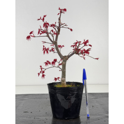 Acer palmatum deshojo I-8477