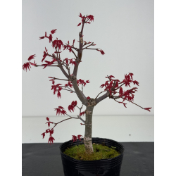 Acer palmatum deshojo I-8477 vista 2