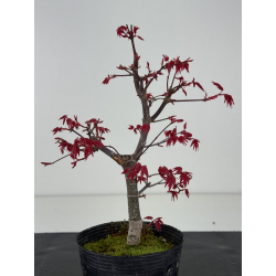 Acer palmatum deshojo I-8477 vista 3