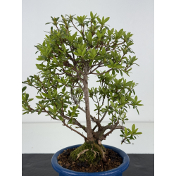 Azalea I-8479 vista 2