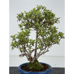 Azalea I-8479 vista 3