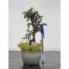 Cotoneaster I-8480