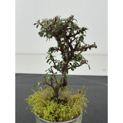 Cotoneaster I-8480 vista 2