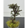 Cotoneaster I-8480 view 2