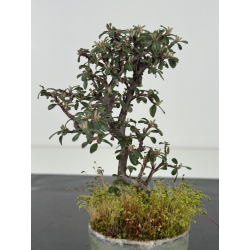 Cotoneaster I-8480 vista 3