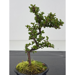 Cotoneaster I-8481 vista 2