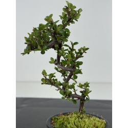 Cotoneaster I-8481 vista 3