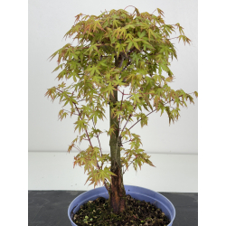 Acer palmatum yamamomiji I-8489 vista 2