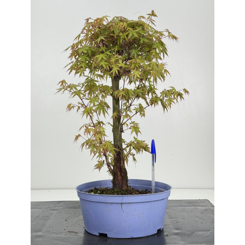 Acer palmatum yamamomiji I-8489