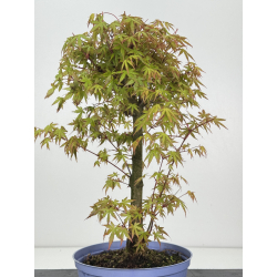 Acer palmatum yamamomiji I-8489 vista 3